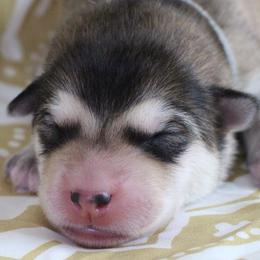 Tinc - Gray - Sable and white female Alaskan Malamute puppy in Independence, Virginia from New River Valley Malamutes