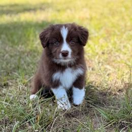 Umbreon - Chocolate male Border Collie puppy in Hephzibah, Georgia from Astoria Border Collies