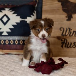 Australian Shepherd Puppies from Winner Aussies
