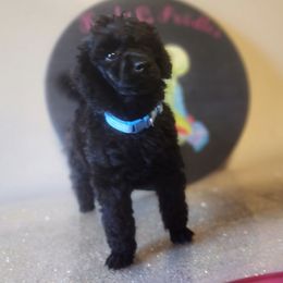 Apikai - Black male Poodle puppy in Harrisonville, Missouri from Kurly Q Poodles