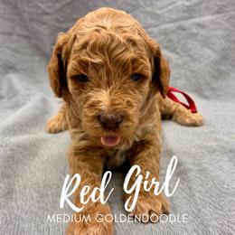 Red Girl - Apricot female Goldendoodle puppy in Travelers Rest, South Carolina from Bailey Mountain Doodles