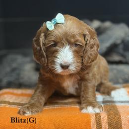 Blitz - Caramel red female Australian Labradoodle puppy in Citrus Heights, California from Elite Blend Labradoodles