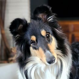 Fey - Collie