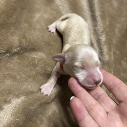 VITO - Cream male Dachshund puppy in Pearland, Texas from Texas Dachshund Dreams