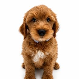Biscuit - Apricot male Goldendoodle puppy in Elmwood Park, Illinois from Goldens&MiniAussiesWithFinesse