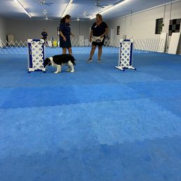 English Springer Spaniel All Grown Up from Llewellyn Farms English Springer Spaniels