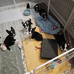Cardigan Welsh Corgi Puppies from Welswood Cardigans