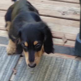 Dachshund Puppies from CLARK'S BREEDING PROGRAM