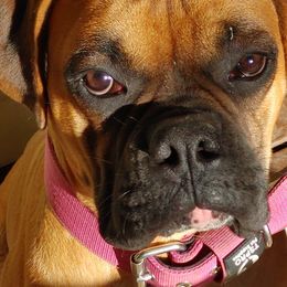 Boxers and Miniature Pinschers from Pike's Pups