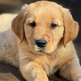 Dark pink girl - Dark golden female Golden Retriever puppy in Scio, Oregon from Stackhouse Family Farm