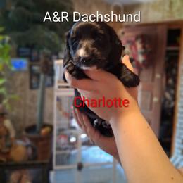 Charlotte - Black female Dachshund puppy in Columbia, South Carolina from A&R Dachshund