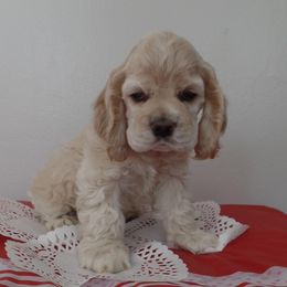Cocker Spaniels from River City Cockers