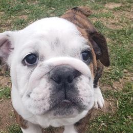 Bulldogs from G.F. Bulldogs