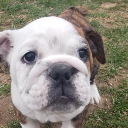 Bulldogs from G.F. Bulldogs