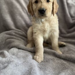 Girl 3 - Golden Retriever puppy in Battle Creek, Michigan from Brown Family Goldens