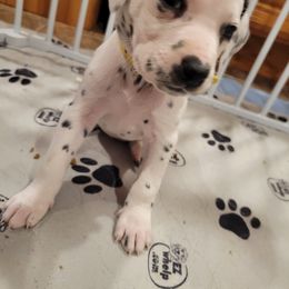 Dalmatian Puppies from Rock Creek Dalmatians