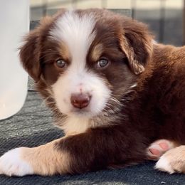 Miniature Australian Shepherd Puppies from Water's Edge Aussies