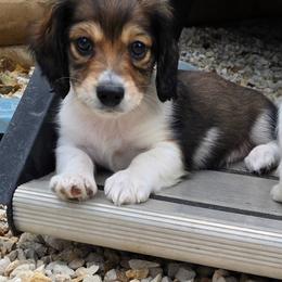 Bronco - Piebald male Dachshund puppy in Temple, Texas from Wiener Works Co.