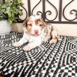 Venus - Brown merle female Aussiedoodle puppy in Beaver, Utah from Rocky Ridge Ranch