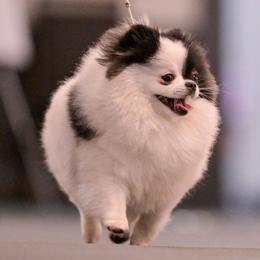 Pixie - Pomeranian