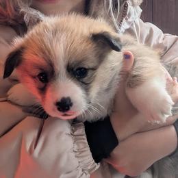 Girl 1 - Red female Pembroke Welsh Corgi puppy in Edinburgh, Indiana from J Bar M Corgis