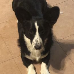 Nicki - Cardigan Welsh Corgi