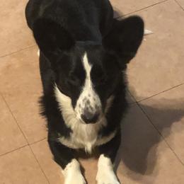Nicki - Cardigan Welsh Corgi