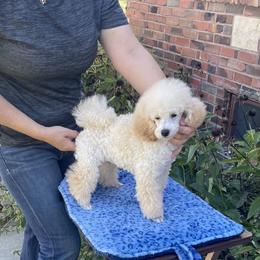 Poodle Puppies from Adagio Toy Poodles