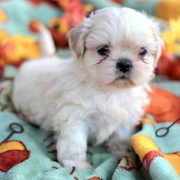 Autumn Breeze Birch - Cream and white female Shih Tzu puppy in Cartersville, Georgia from Autumn Breeze Shih Tzus and Friends