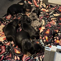 Dachshund Puppies from Kayla’s Wiener Wonderland