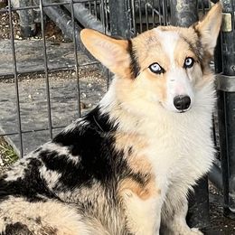 Storm - American Corgi