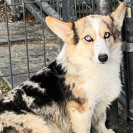 Storm - American Corgi