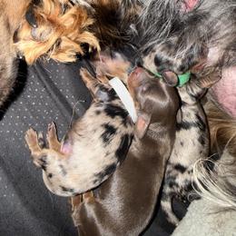 Dachshund puppies from Precious Paws
