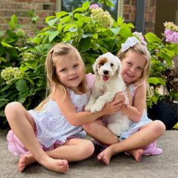 Coconut - Parti female Goldendoodle puppy in Sulphur, Louisiana from Curly Q’s Of Carlyss