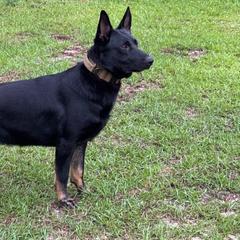 Ezra - Bi-color male German Shepherd puppy in Fredericksburg, South Carolina from Trinity German Shepherd Dogs