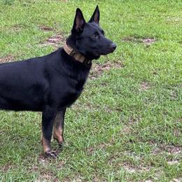 Ezra - Bi-color male German Shepherd puppy in Fredericksburg, South Carolina from Trinity German Shepherd Dogs