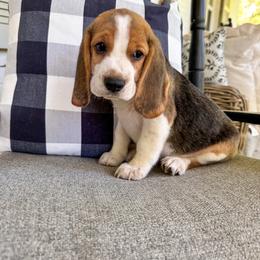Baby boy 2 - Black white and tan male Beagle puppy in Monticello, Georgia from Beaglelove