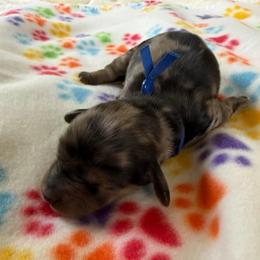 Blue Collar Male - Dapple male Dachshund puppy in Madison, Michigan from Jensen Dobermans and Dachshunds