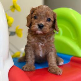 Lucas - Red male Cavapoo puppy in Yuciapa, California from AlltheDoodlez_