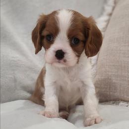 Toffee - Blenheim male Cavalier King Charles Spaniel puppy in Broxton, Georgia from King of the Hill Cavaliers