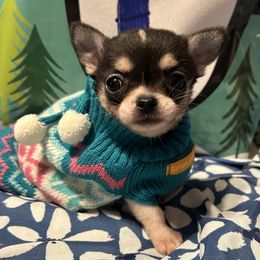 Gadget - Black and white male Chihuahua puppy in Hampton, Virginia from Chilove Chihuahuas