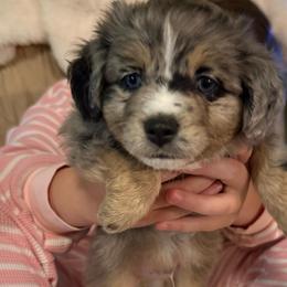 Finley - Blue merle male Toy Australian Shepherd puppy in Fairview, Tennessee from Hoffman Forest Acres LLC