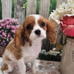 Aussiedoodles, Cavalier King Charles Spaniels, Cavapoos, and Poodles from Leerose Puppies