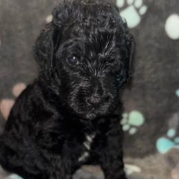 Tan girl - Black female Goldendoodle puppy in Strattanville, Pennsylvania from Goldhaly Peach Doodles