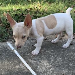 Catahoula Leopard Dog, Cocker Spaniel, Pomeranian, and Teddy Roosevelt Terrier Puppies from Rich Cat’s