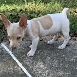 Catahoula Leopard Dog, Cocker Spaniel, Pomeranian, and Teddy Roosevelt Terrier Puppies from Rich Cat’s