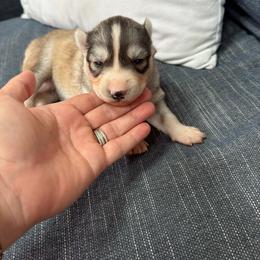 Mimi - Sable and white female Siberian Husky puppy in Everett, Washington from Addison Grove Huskies