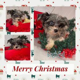 Yorkshire Terrier Puppies from Baby Blue Yorkies