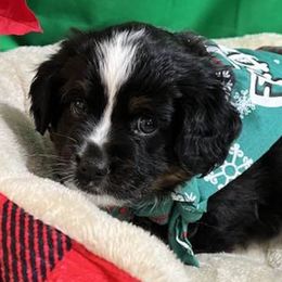 Miniature Australian Shepherds from Anita's Mini Aussies