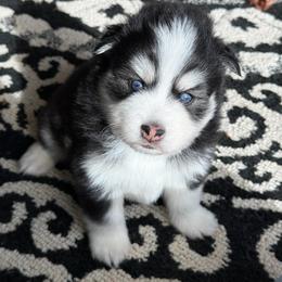 AJ - Black and white male Pomsky puppy in Mc Minnville, Oregon from West Coast Pomskies